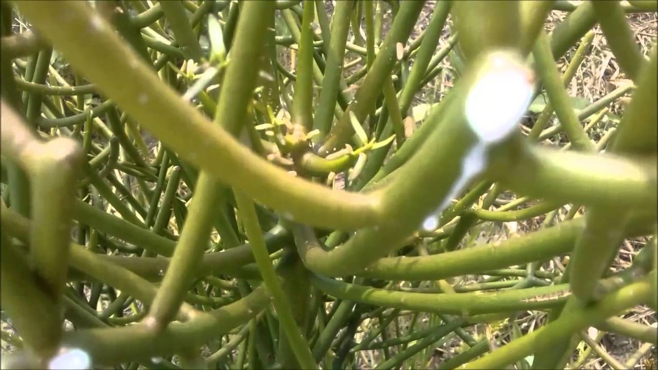 Horto Didático de Plantas Medicinais do HU/CCS