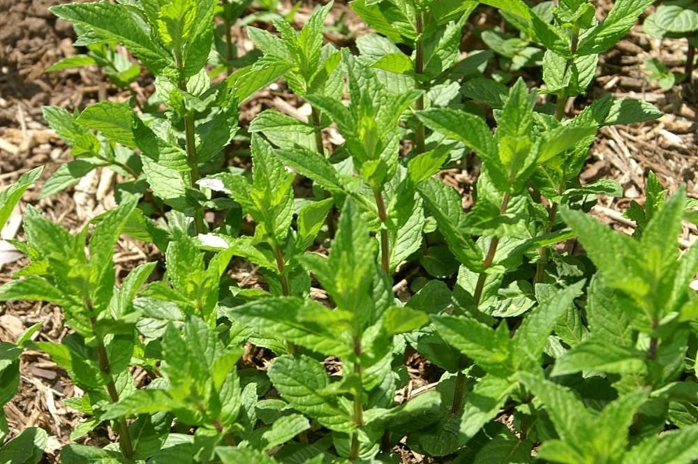 Horto Didático de Plantas Medicinais do HU/CCS